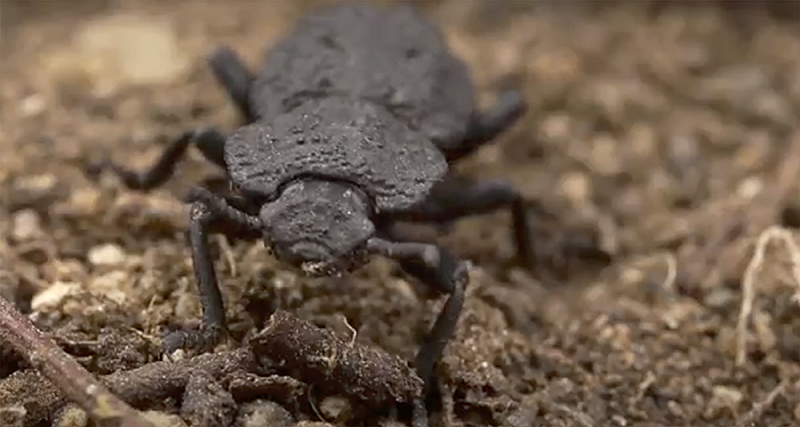 Descubren el secreto de un escarabajo prácticamente indestructible
